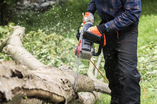 Branch Removal Service in Ponte Vedra Beach