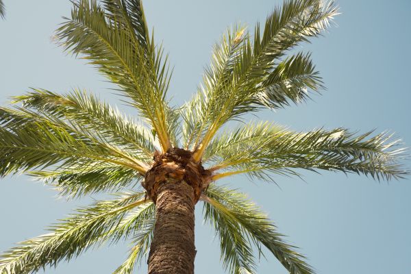 Palm Tree Pruning in Ponte Vedra Beach