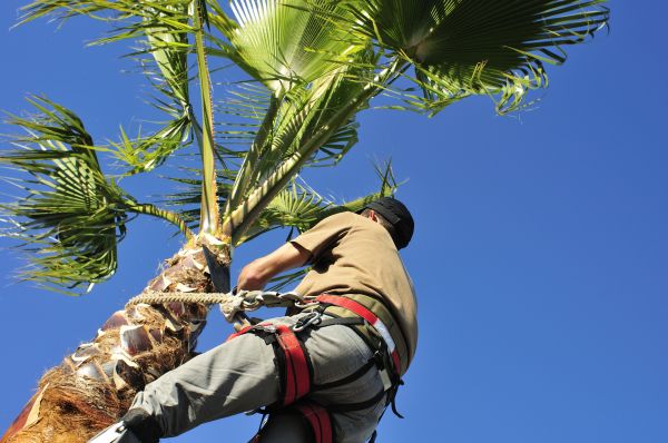 Palm Tree Trimming in Ponte Vedra Beach