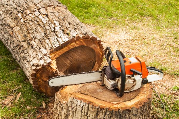 Tree Cutting Service in Ponte Vedra Beach