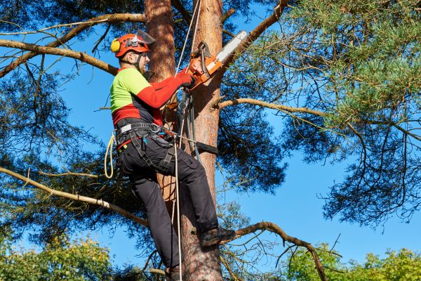 Tree Service in Ponte Vedra Beach