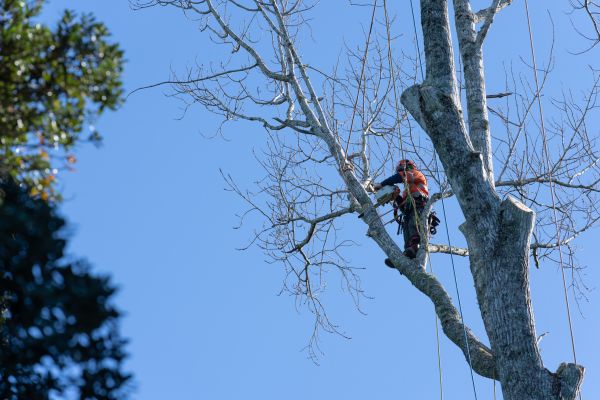 Tree Topping Service in Ponte Vedra Beach