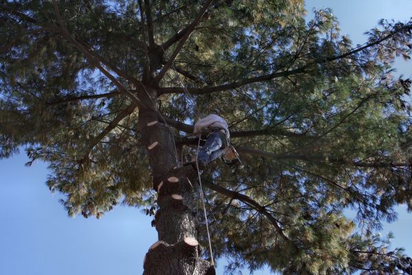 Trimming Service in Ponte Vedra Beach