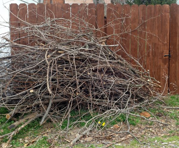 Dead Branch Removal in Ponte Vedra Beach