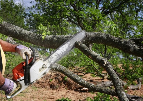 Tree Branch Cutting in Ponte Vedra Beach