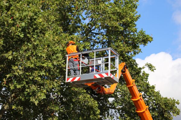 Commercial Tree Service in Ponte Vedra Beach
