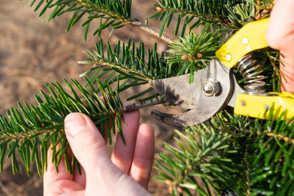 Pine Tree Pruning in Ponte Vedra Beach