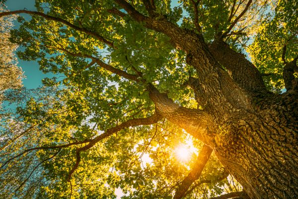 Oak Tree Pruning in Ponte Vedra Beach