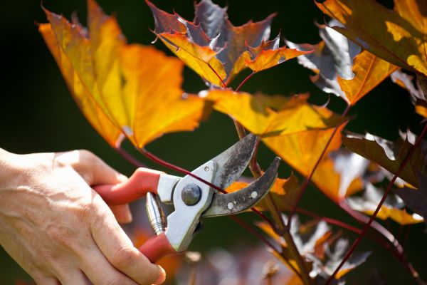 Maple Tree Pruning in Ponte Vedra Beach