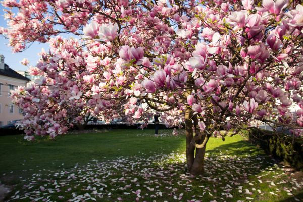 Magnolia Tree Pruning in Ponte Vedra Beach