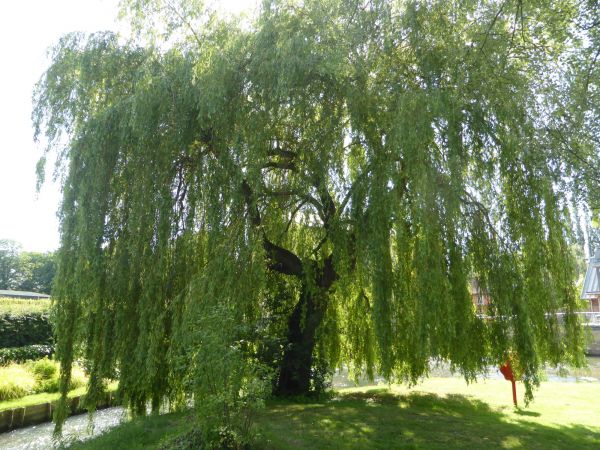Willow Tree Trimming in Ponte Vedra Beach
