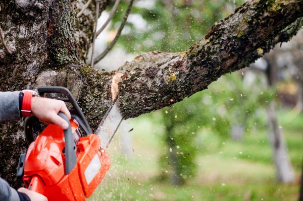 Tree Limbs Removal in Ponte Vedra Beach