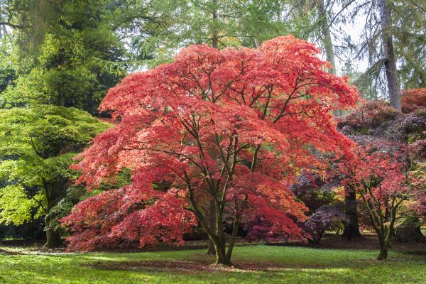 Japanese Maple Pruning in Ponte Vedra Beach