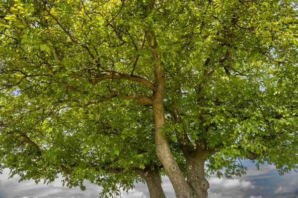 Walnut Tree Trimming in Ponte Vedra Beach