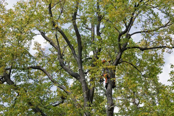 Tree Crown Shaping in Ponte Vedra Beach