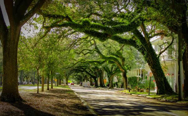 Tree Canopy Thinning in Ponte Vedra Beach