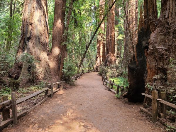 Redwood Tree Pruning in Ponte Vedra Beach