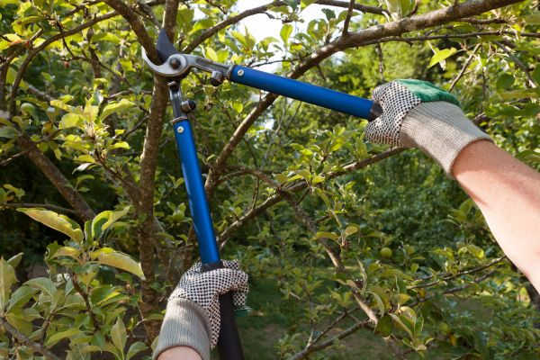 Residential Tree Pruning in Ponte Vedra Beach