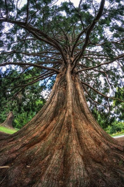Cedar Tree Pruning in Ponte Vedra Beach