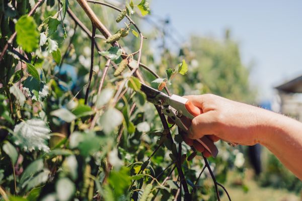 Birch Tree Pruning in Ponte Vedra Beach