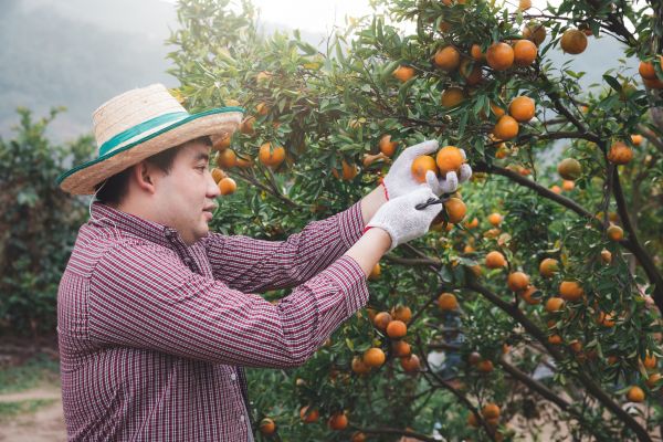 Orange Tree Pruning in Ponte Vedra Beach