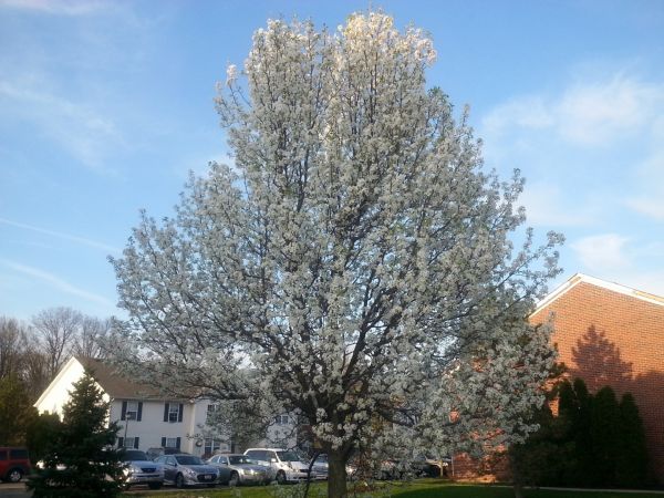 Bradford Pear Tree Pruning in Ponte Vedra Beach
