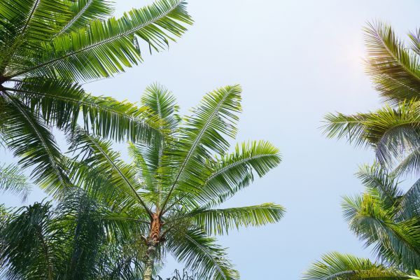 Queen Palm Tree Trimming in Ponte Vedra Beach