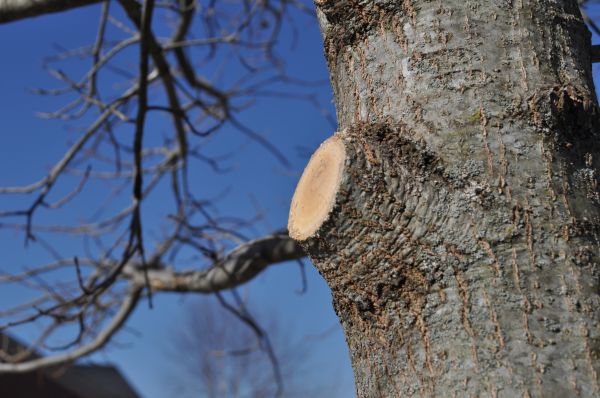 Limb Pruning in Ponte Vedra Beach