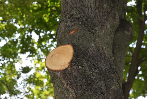Limb Cutting in Ponte Vedra Beach
