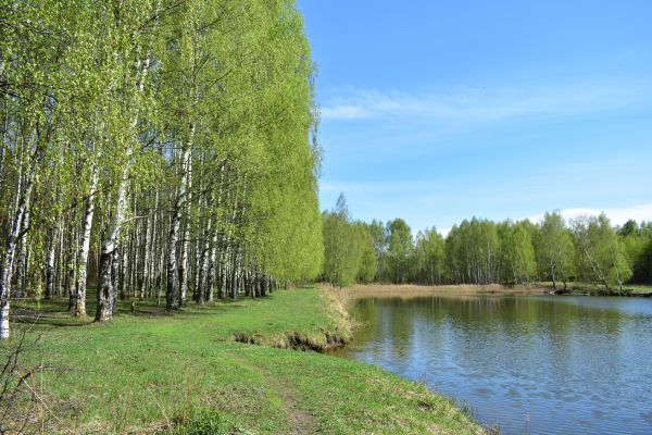 River Birch Pruning in Ponte Vedra Beach