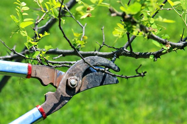 Branches Pruning in Ponte Vedra Beach