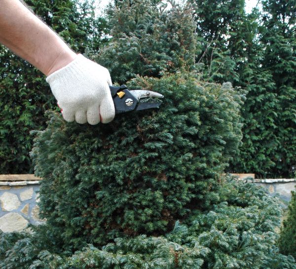 Ornamental Tree Trimming in Ponte Vedra Beach