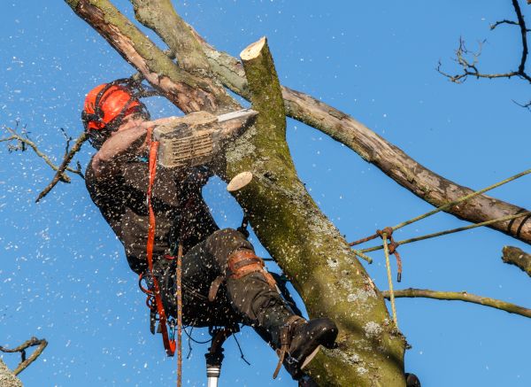 Tree Trimming Service in Ponte Vedra Beach