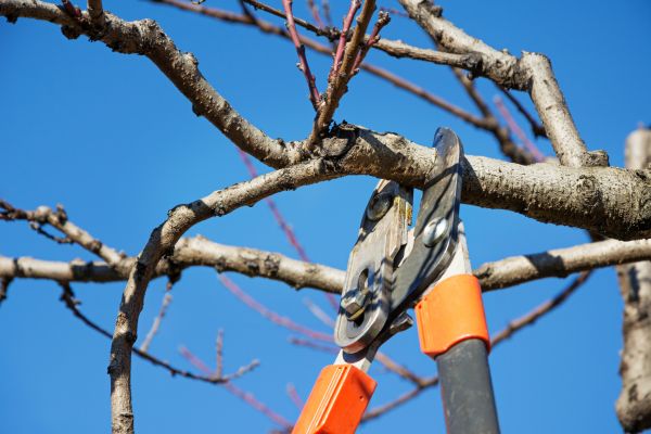 Tree Pruning in Ponte Vedra Beach