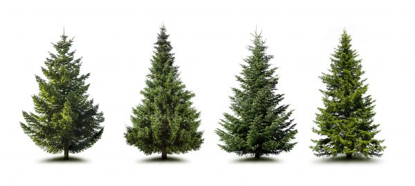 Cost of Pine Tree Trimming in Ponte Vedra Beach