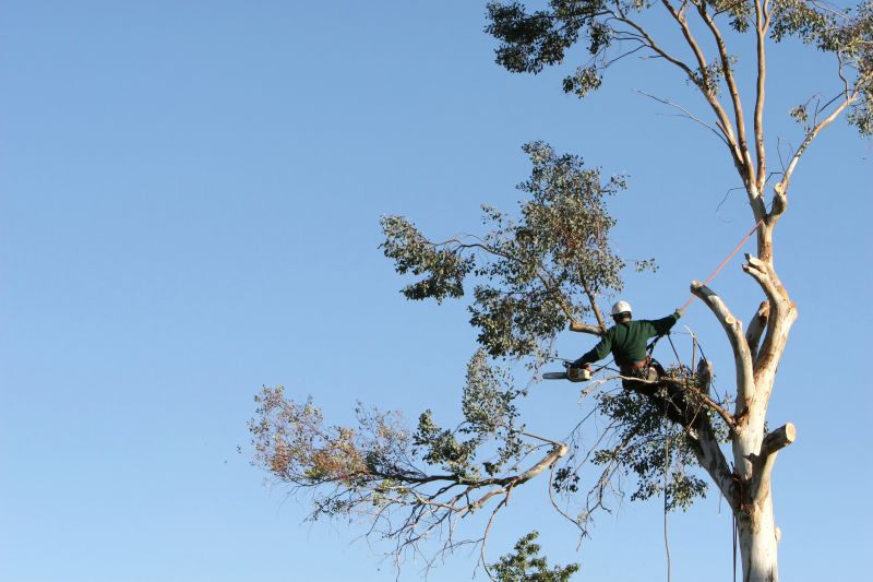 Tree Inspection by an Arborist