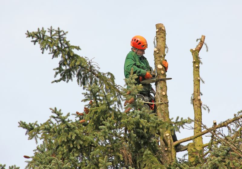 Fall Tree Care