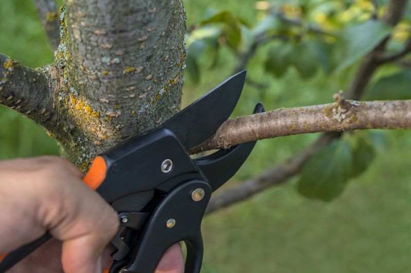 Winter Tree Pruning