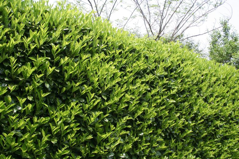 Healthy Tree Foliage