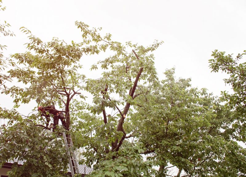 Tree Maintenance in Progress