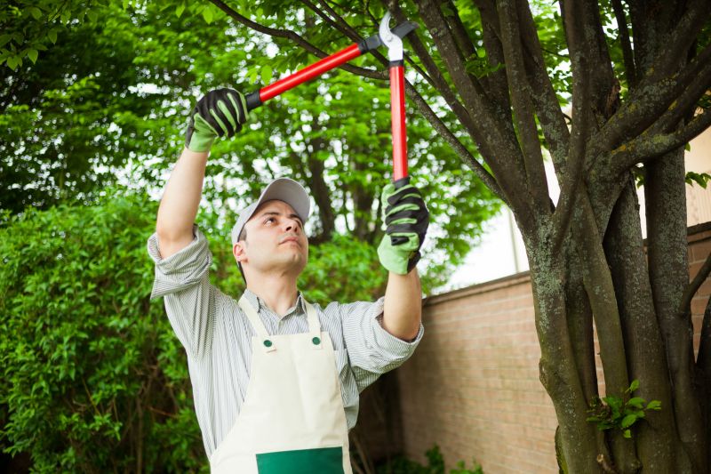 Summer Tree Care