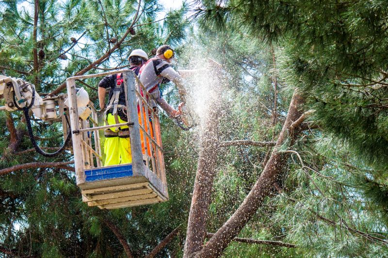 Tree Trimming Crew